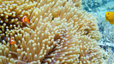Clown fish and sea anemone, natural symbiosis. Coral reef with fishes. Tropical underwater sea fishes.