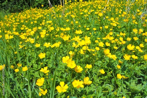 Buttercups in a flower meadow.