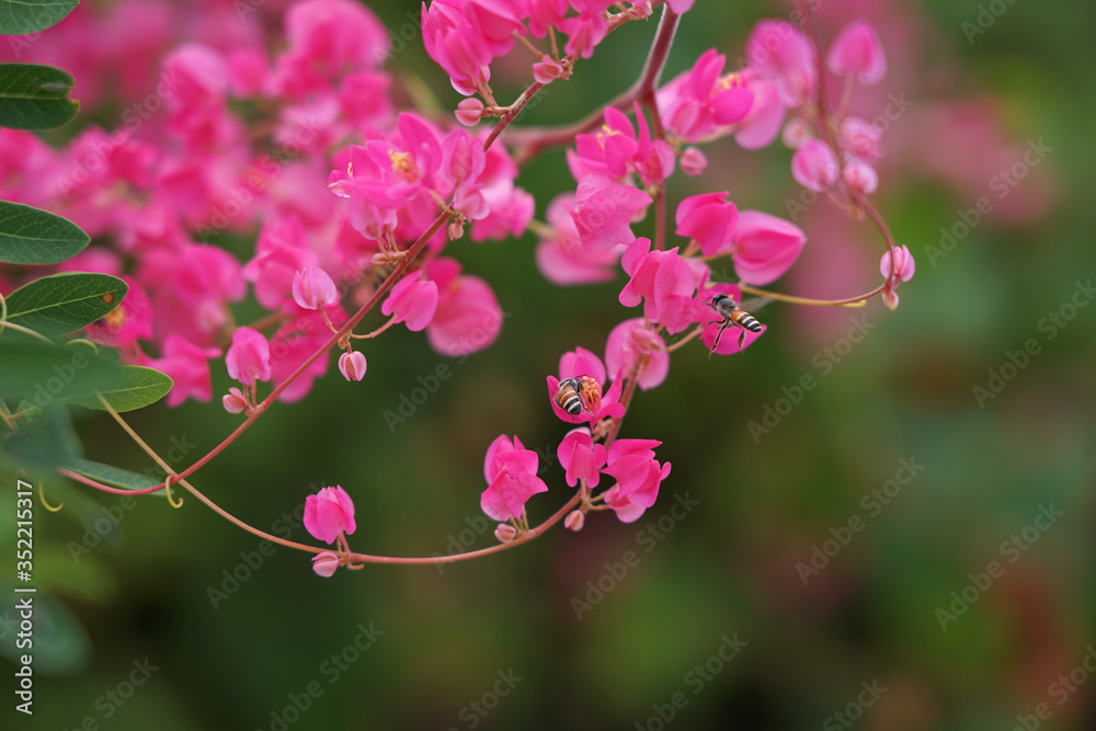 Chain of love flowers Mexican creeper blooming on branch tree with bees in nature background Chain of love flowers Mexican creeper blooming on branch tree with bees in nature background