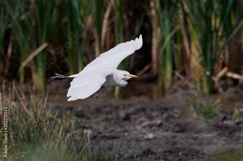 Schilderij op canvas Cattle egret (Bubulcus ibis)