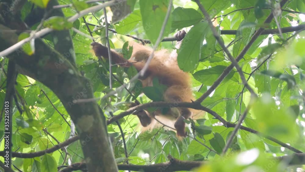 Cute wild baby orangutan climbing in the treetops in Bukit Lawang, Sumatra, Indonesia Cute wild baby orangutan climbing in the treetops in Bukit Lawang, Sumatra, Indonesia