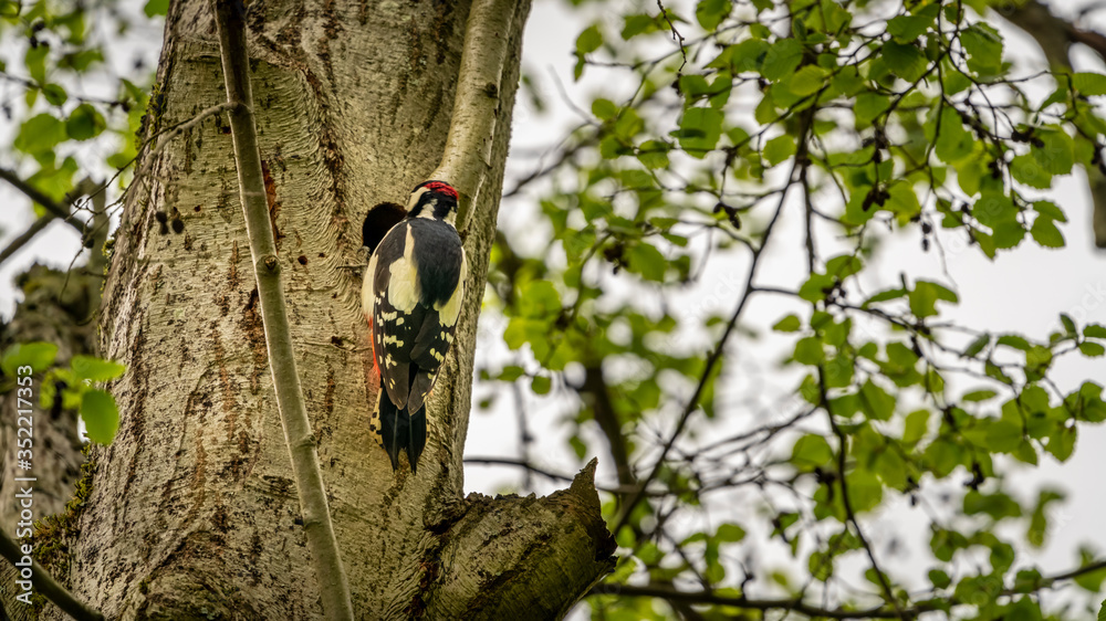 Woodpecker on the tree near the hollow with еру younglings Woodpecker on the tree near the hollow with еру younglings