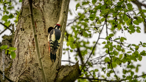 Slika na platnu Woodpecker on the tree near the hollow with еру younglings
