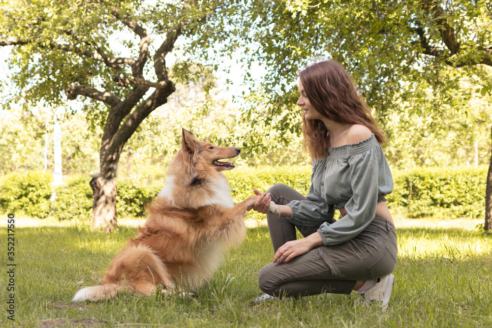 Girl teaches her dog to give paw, training dog collie in nature Girl teaches her dog to give paw, training dog collie in nature