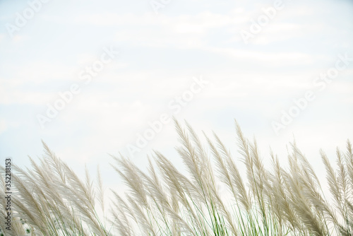 landscape of tall reeds flower background