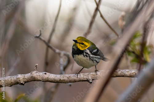 Black-throated Green Warbler perched in tree