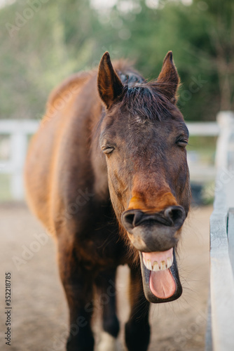 Valokuva The face of a neighing horse close-up.