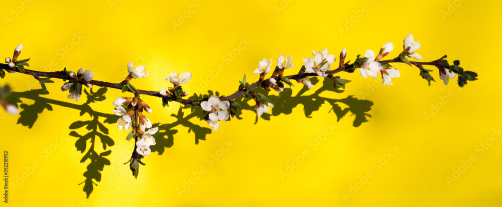 Blooming apple tree flower branch on the yellow background with shadows and copy space Blooming apple tree flower branch on the yellow background with shadows and copy space