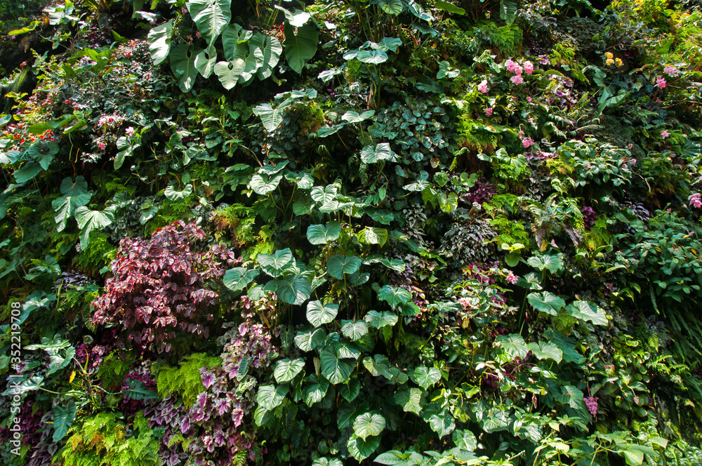 The natural texture of seamless floral pattern on vertical garden with young spring leaves of the plant on sunny spring day.