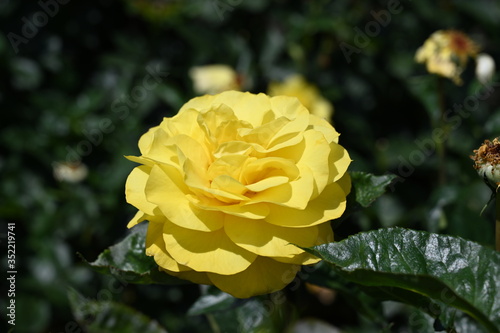 rose garden aramaki itami photo