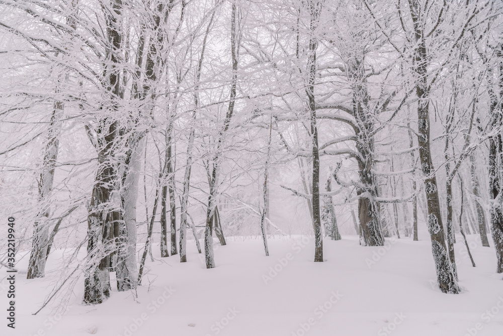 Frozen Forest In The Winter