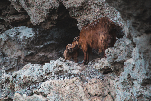 Mother Goat and Baby Goat on a rock Path of the Gods (Sentiero degli Dei) Trekking route from Agerola to Nocelle, Campania, Italy