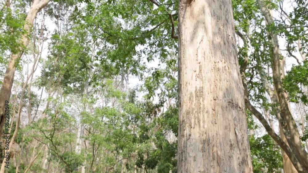 Teak Trees in Thailand precious hardwoods one of the last major areas of tropical forest in Asia Teak Trees in Thailand precious hardwoods one of the last major areas of tropical forest in Asia