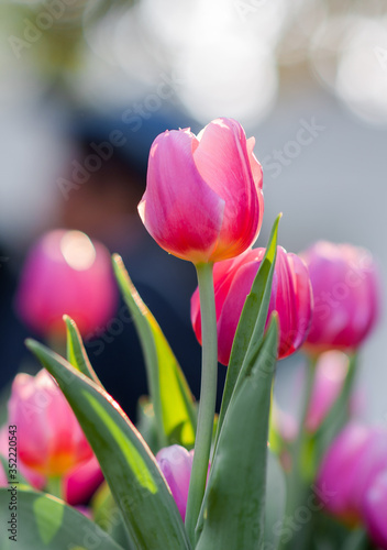 Colorful blooming tulips in the park with spring. Romantic concept for wedding invitation,  greeting card, placards or posters.
