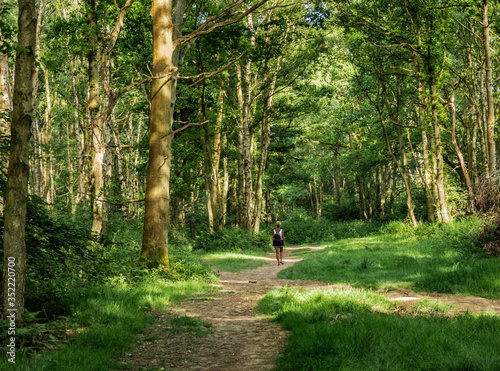 Woodlands in Spring photo