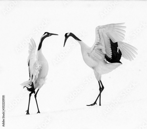 Two Japanese Cranes are dancing on the snow. Japan. Hokkaido. Tsurui.   photo