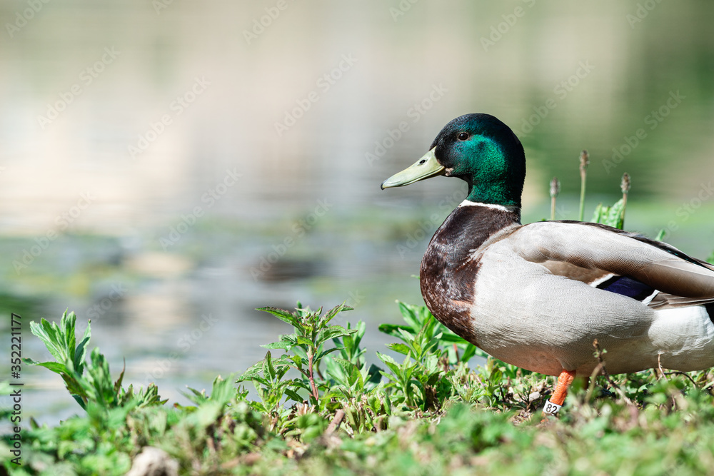 Male duck is enjoying the sun in the grass on the quay, Dutch wildlife photography, bird photo, Dutch nature, Anatidae