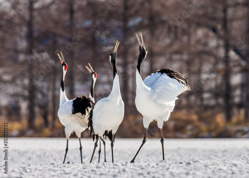 Group of Japanese cranes are walking together in the snow and scream mating sounds. Frost. There is steam from the beaks. Japan. Hokkaido. Tsurui. photo