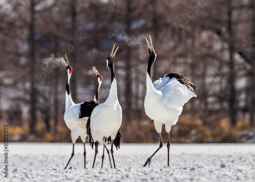 Group of Japanese cranes are walking together in the snow and scream mating sounds. Frost. There is steam from the beaks. Japan. Hokkaido. Tsurui.