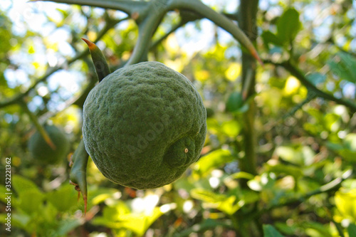 Trifoliate orange, Citrus trifoliata or Poncirus trifoliata. Green pubescent, downy fruit photo