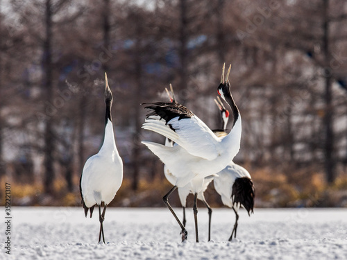 Group of Japanese cranes are walking together in the snow and scream mating sounds. Frost. There is steam from the beaks. Japan. Hokkaido. Tsurui. photo