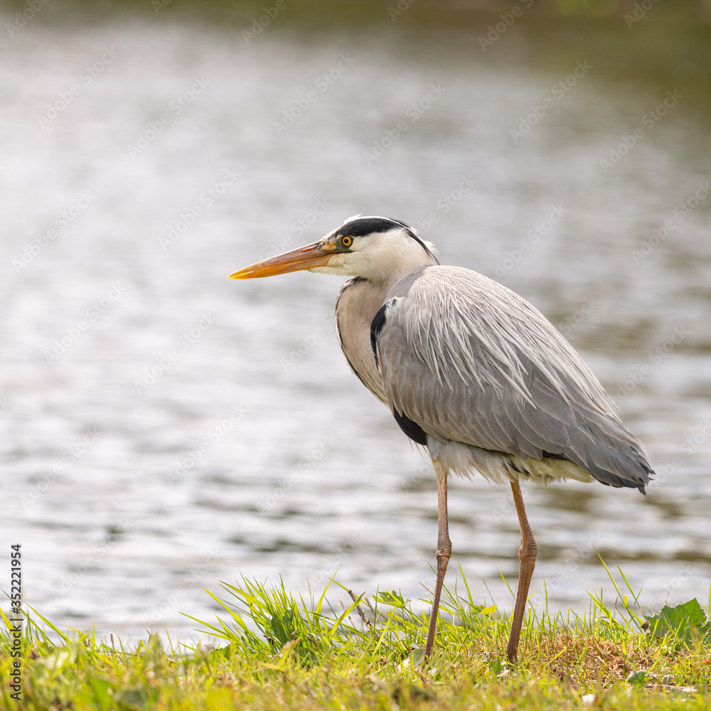 Heron by the water waiting for prey to eat, Dutch wildlife photography, bird photo, Dutch nature The herons are long-legged freshwater and coastal birds in the family Ardeidae Heron by the water waiting for prey to eat, Dutch wildlife photography, bird photo, Dutch nature The herons are long-legged freshwater and coastal birds in the family Ardeidae