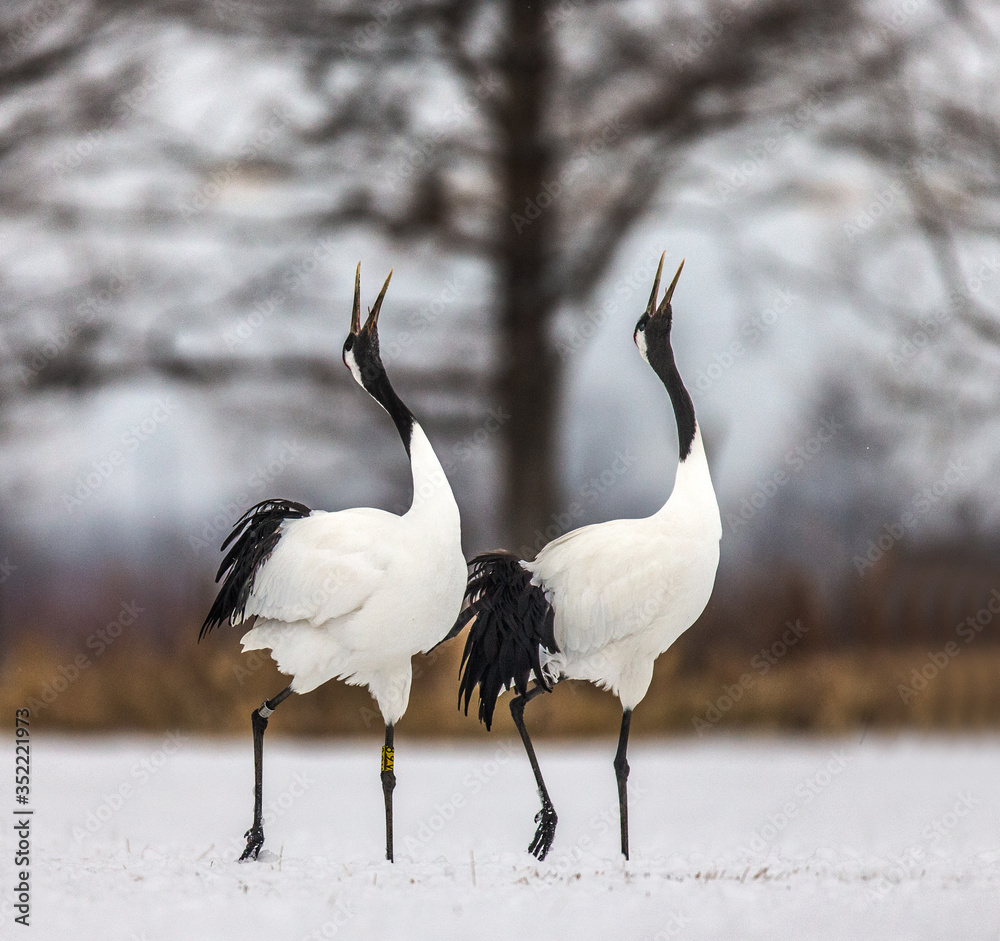 Obraz premium Two Japanese cranes are walking together in the snow and scream mating sounds. Japan. Hokkaido. Tsurui.