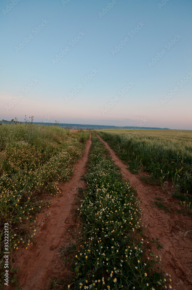 camino entre campos de cultivo