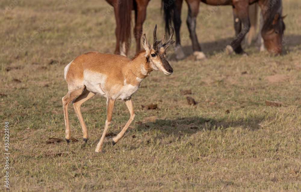 Pronghorn Antelope Buck in the Utah Desert Pronghorn Antelope Buck in the Utah Desert