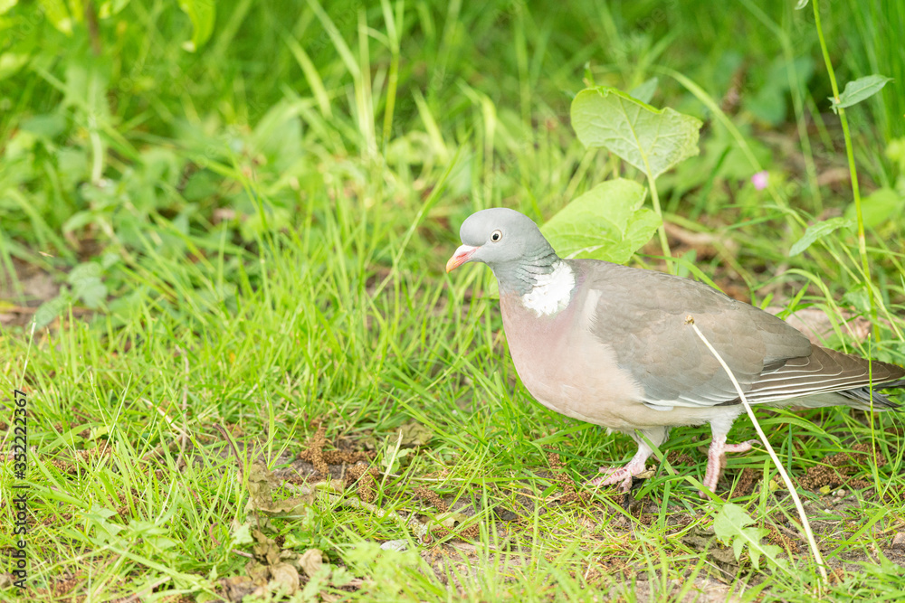 City pigeon walks through the park, Dutch wildlife photography, bird photo, Dutch nature City pigeon walks through the park, Dutch wildlife photography, bird photo, Dutch nature