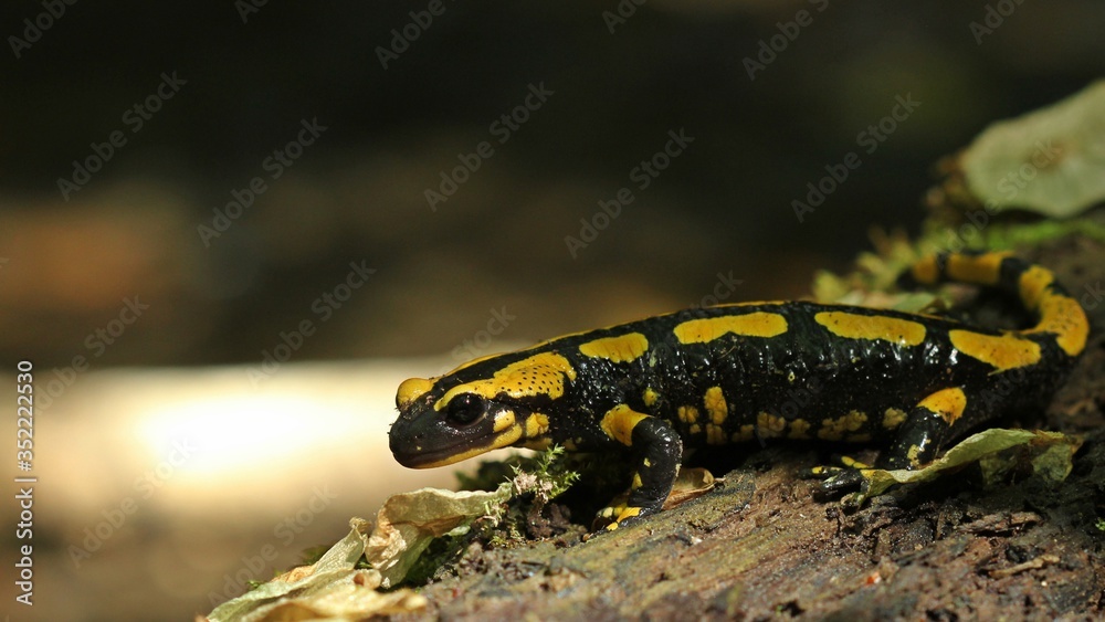Feuersalamander (Salamandra salamandra) im Nationalpark Kellerwald
