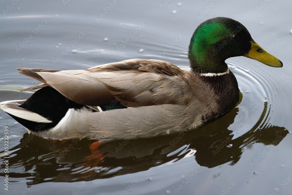 Obraz premium Male duck swims in the water, Dutch wildlife photography, bird photo, Dutch nature, Anatidae