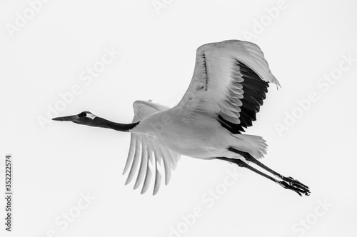 Japanese crane in flight. Japan. Hokkaido. Tsurui.