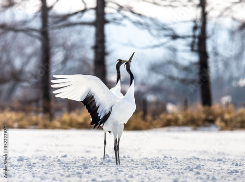 Two Japanese Cranes are dancing on the snow. Japan. Hokkaido. Tsurui. 