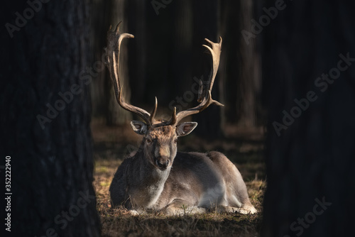 Perfect European Fallow Deer ( Dama Dama ) From Belovezhskaya Pushcha.
Brown-Eyed Deer With Beautifully Shaped Horns In The Center Of The Light Spot,  Art Photography From Wildlife