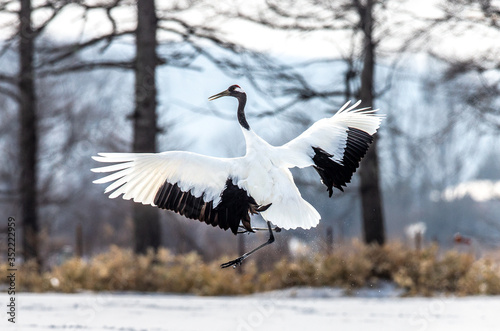 Japanese crane performs mating dance in the snow. Jumps high. Japan. Hokkaido. Tsurui.