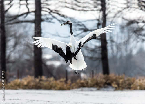 Japanese crane performs mating dance in the snow. Jumps high. Japan. Hokkaido. Tsurui.