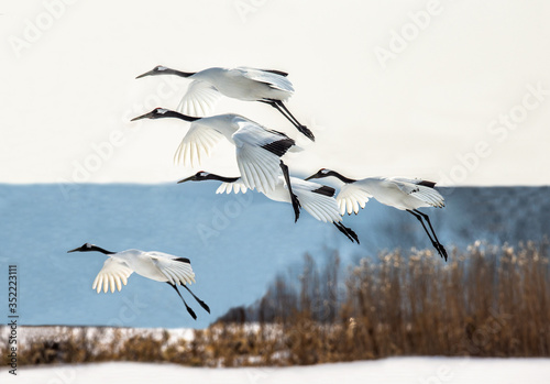 Group of Japanese cranes in flight. Japan. Hokkaido. Tsurui. © gudkovandrey