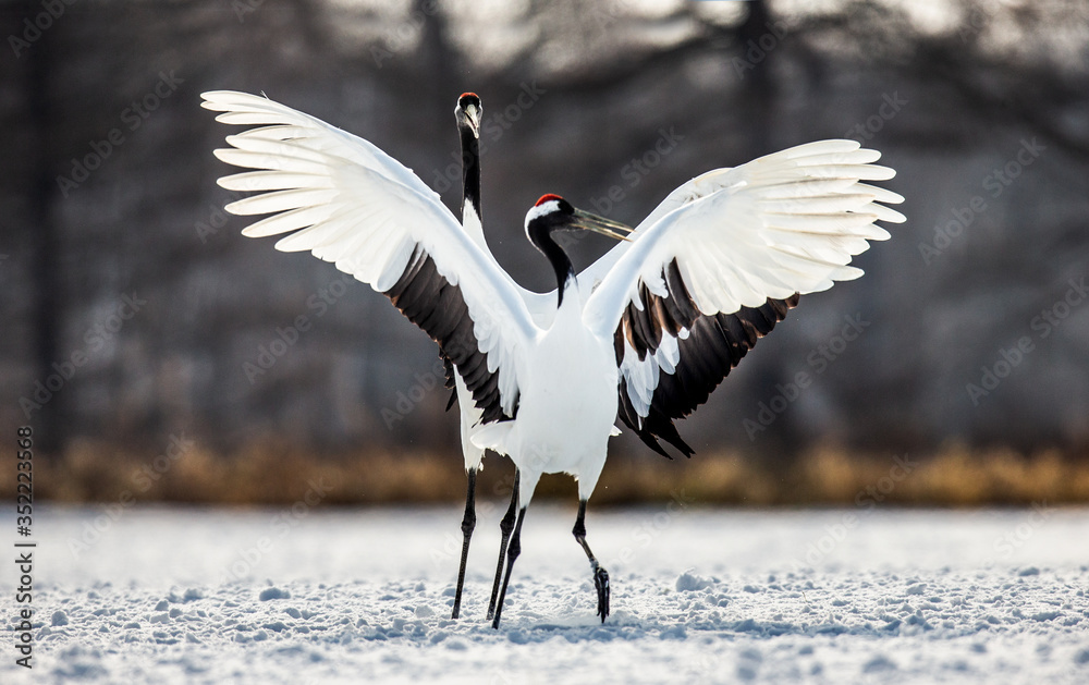 Two Japanese Cranes are dancing on the snow. Japan. Hokkaido. Tsurui. Two Japanese Cranes are dancing on the snow. Japan. Hokkaido. Tsurui.