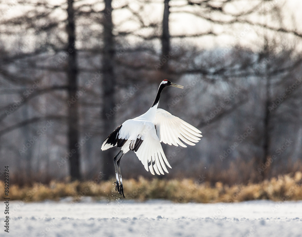 Japanese crane performs mating dance in the snow. Jumps high. Japan. Hokkaido. Tsurui. Japanese crane performs mating dance in the snow. Jumps high. Japan. Hokkaido. Tsurui.