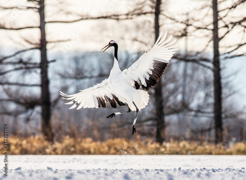 Japanese crane performs mating dance in the snow. Jumps high. Japan. Hokkaido. Tsurui.