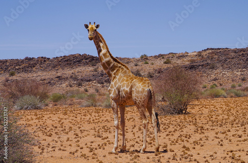 Giraffen im Haweqwa Naturschutzgebiet S  dafrika