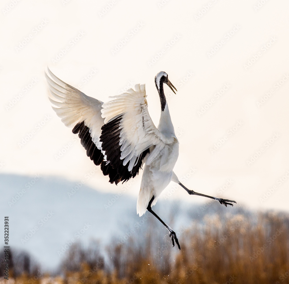 Fototapeta premium Japanese crane performs mating dance in the snow. Jumps high. Japan. Hokkaido. Tsurui.