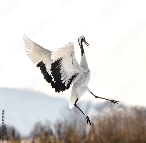 Japanese crane performs mating dance in the snow. Jumps high. Japan. Hokkaido. Tsurui.