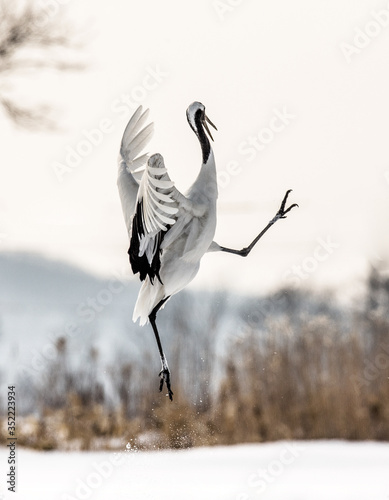 Japanese crane performs mating dance in the snow. Jumps high. Japan. Hokkaido. Tsurui. photo