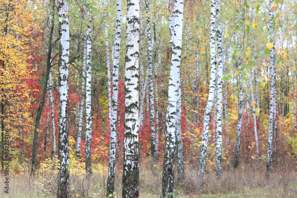 Fototapeta premium beautiful scene with birches in yellow autumn birch forest in october among other birches in birch grove