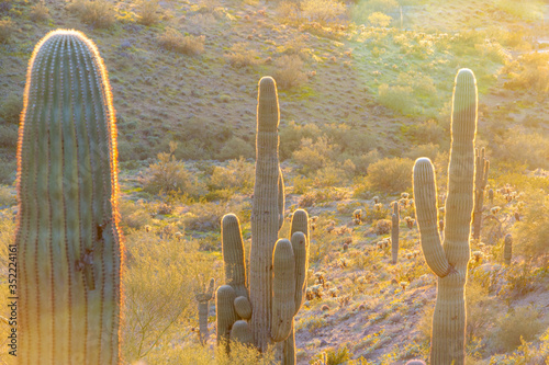 Three saguaro cacti backlite be the evening sun in the Sonoran Desert of Arizona. photo