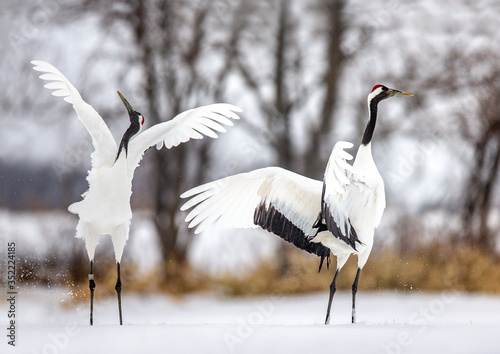 Two Japanese Cranes are dancing on the snow. Japan. Hokkaido. Tsurui. 
