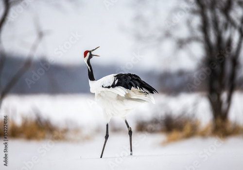 Japanese crane performs its mating dance alone. Japan. Hokkaido. Tsurui.