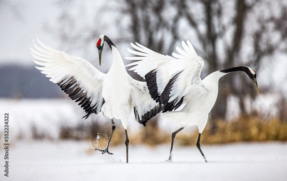 Two Japanese Cranes are dancing on the snow. Japan. Hokkaido. Tsurui. Two Japanese Cranes are dancing on the snow. Japan. Hokkaido. Tsurui.